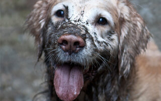 muddy dog